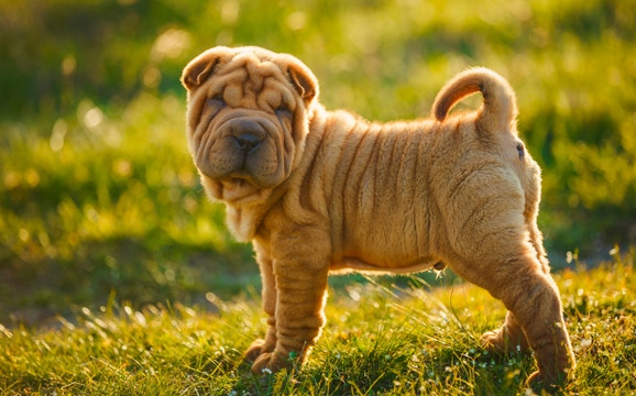 Perro Shar Pei
