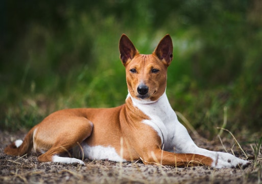 Perro marrón y blanco tumbado en el suelo al aire libre