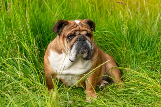 Bulldog sentado en la hierba alta y verde