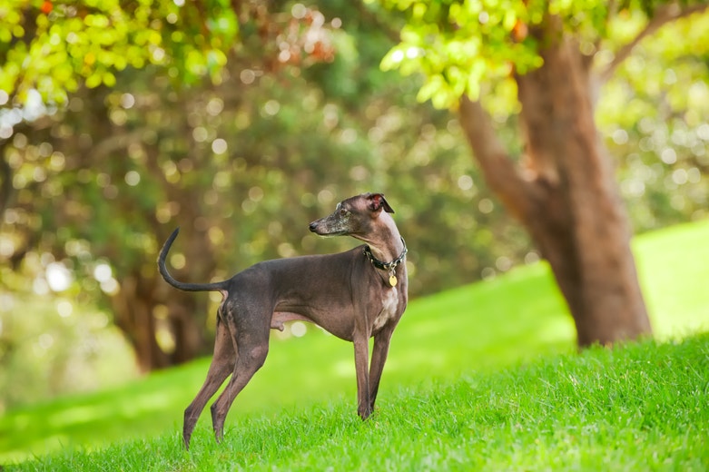 /sites/g/files/fnmzdf7926/files/2025-08/Italian%20greyhound%20.jpg
