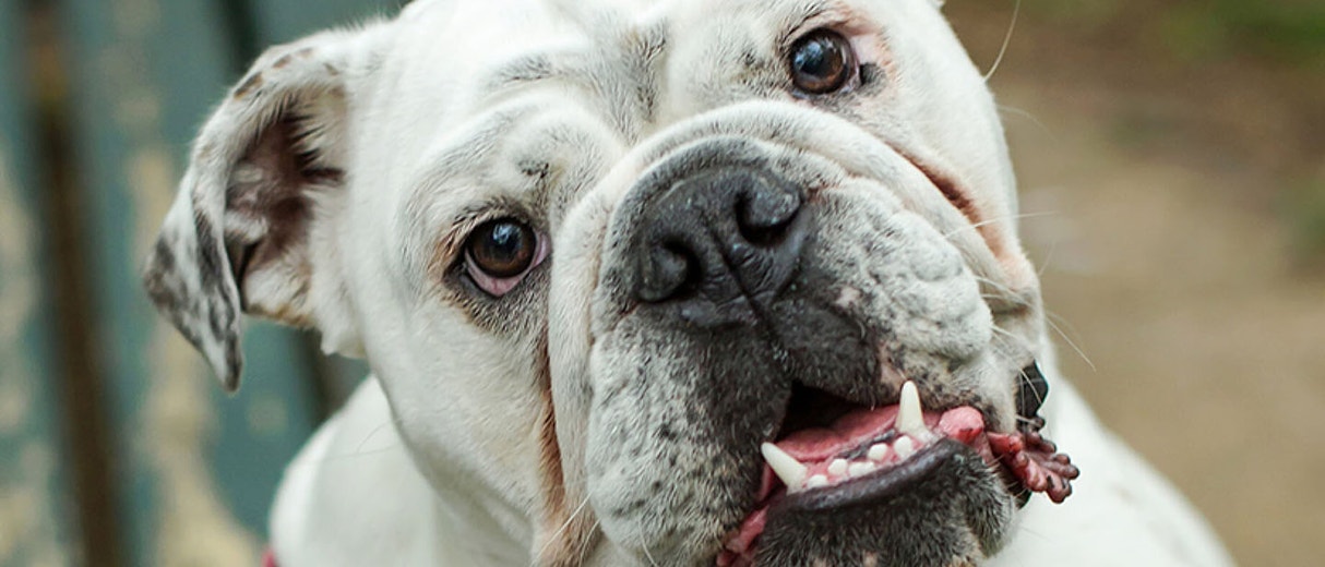 El primer día de tu cachorro en casa