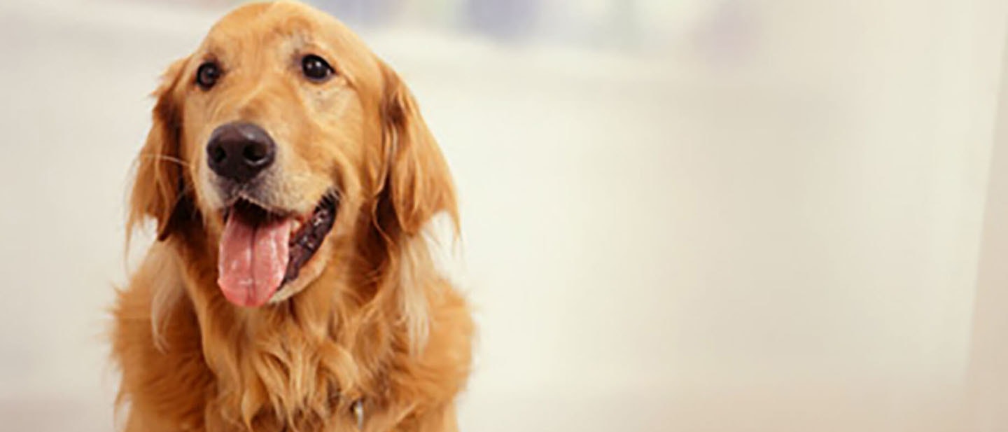 Enseña a tu cachorro a controlar sus necesidades