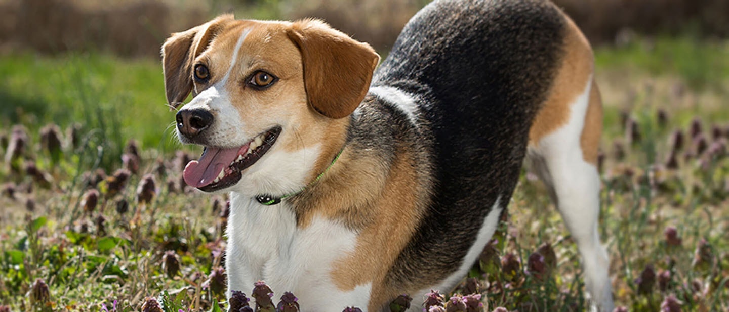 Adopción de un cachorro abandonado