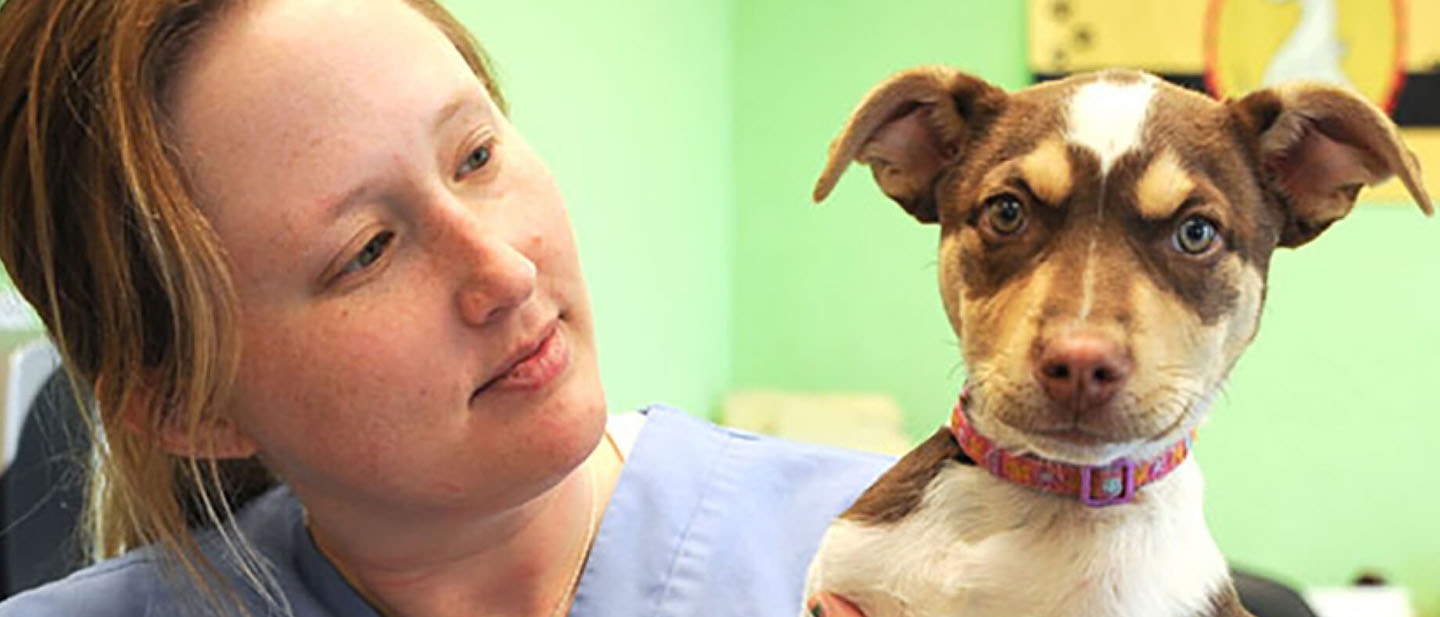 Primeros auxilios para perros y cachorros