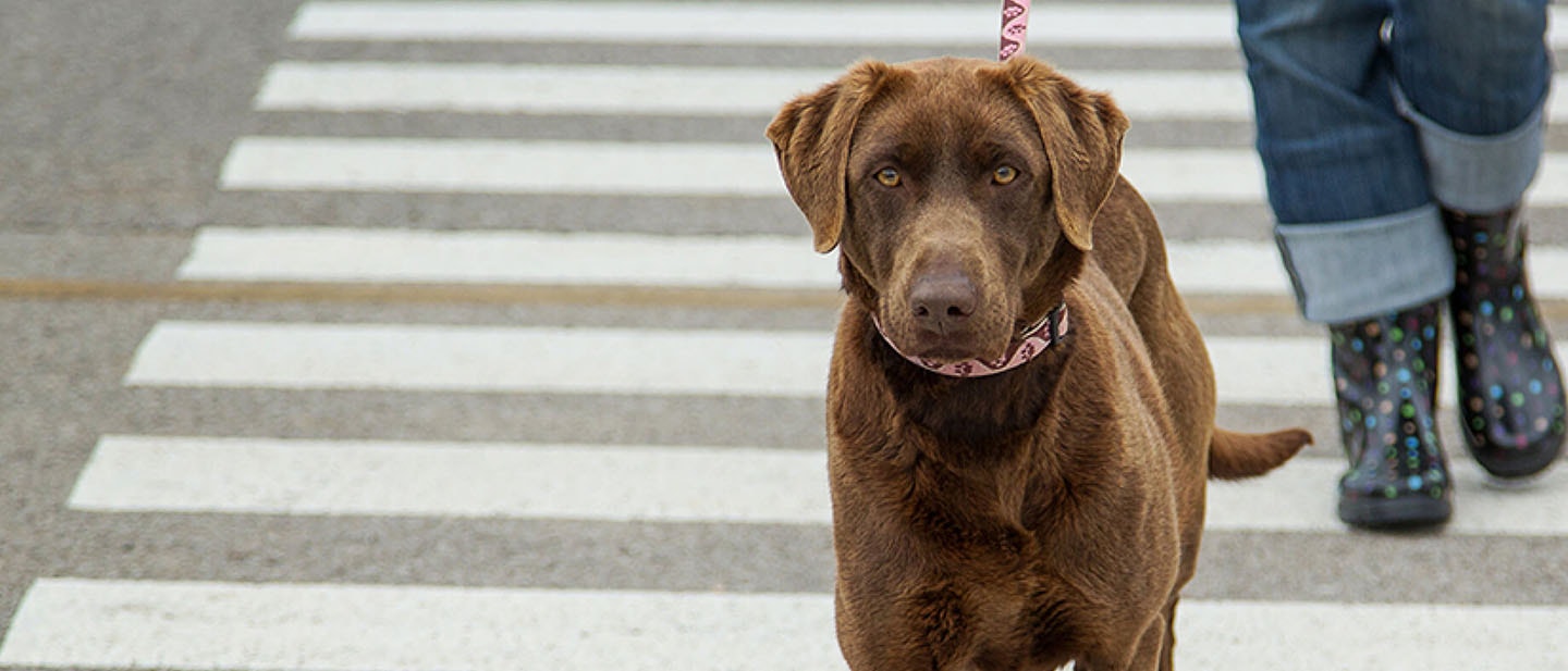 Los perros y la obesidad