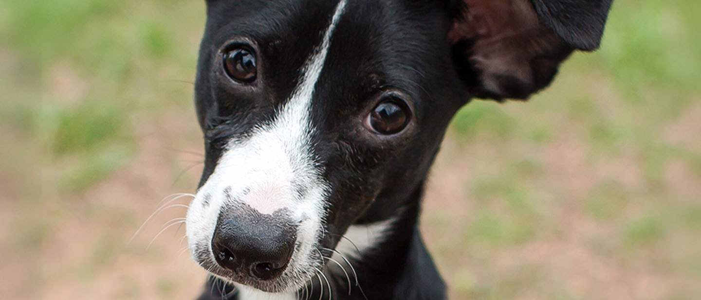Ejercicios de agilidad para tu perro o cachorro
