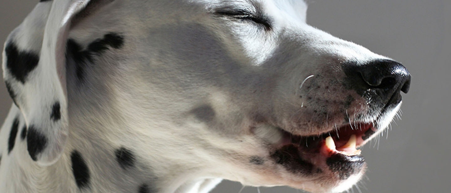 Como cepillar los dientes de tu perro