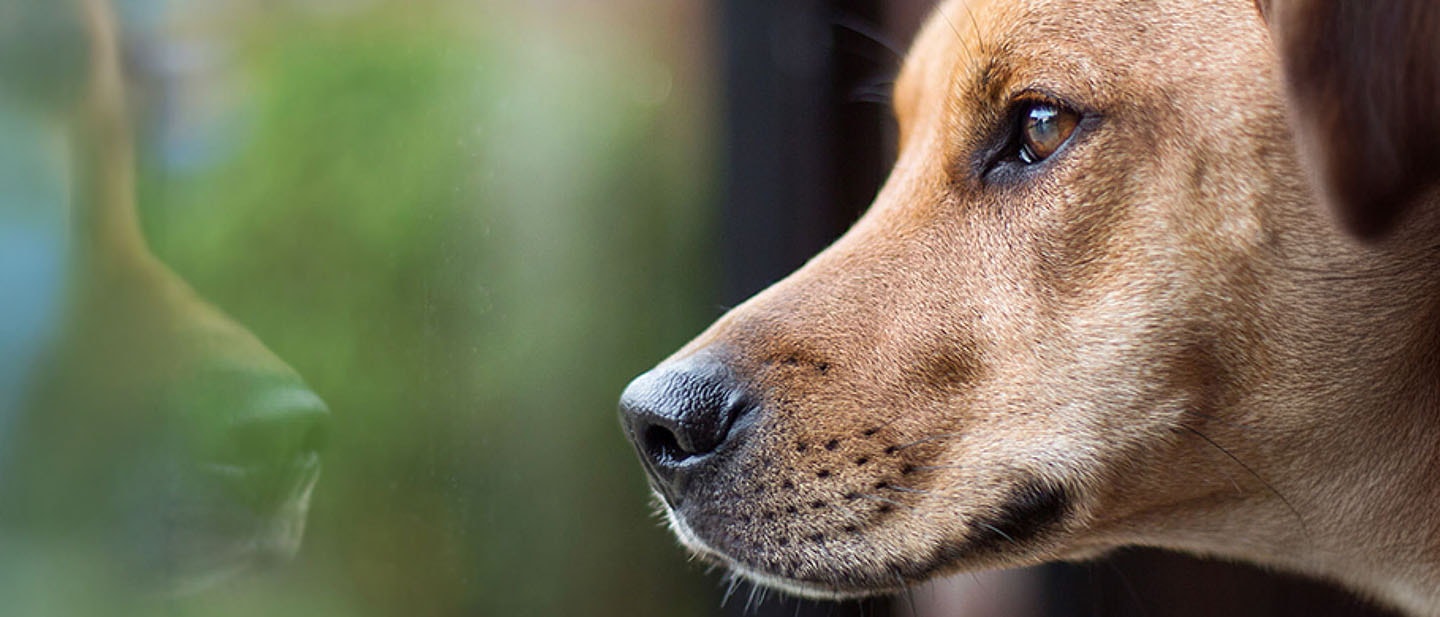 Socialización de tu cachorro
