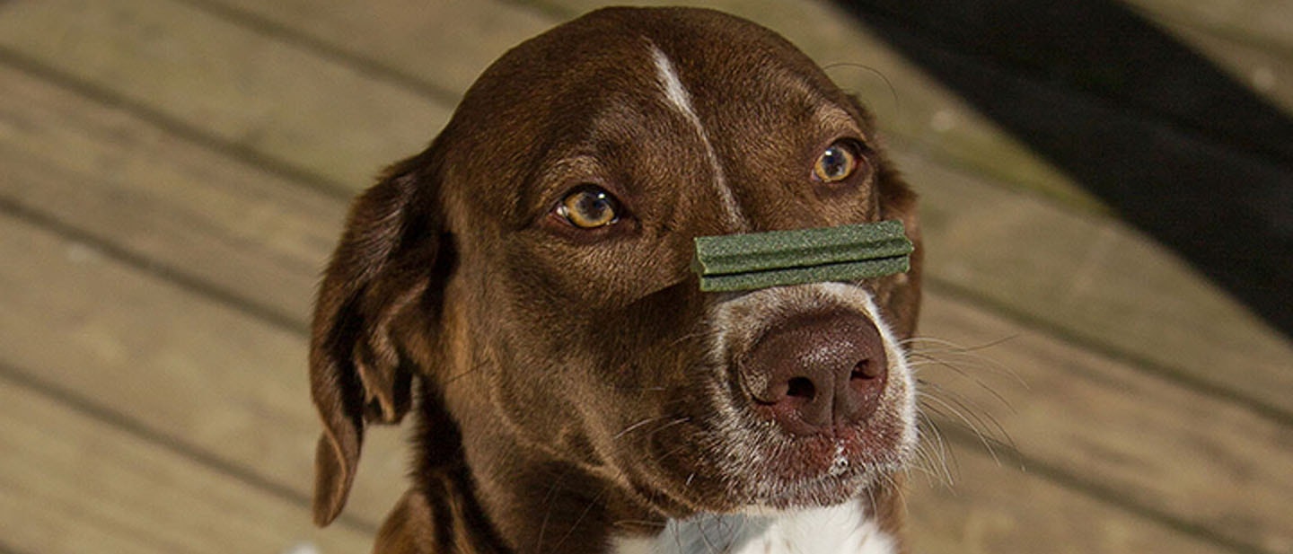 Llevar a tu perro o cachorro al trabajo