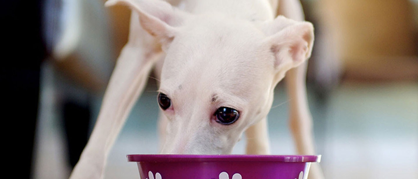 Refuerza la confianza de tu perro