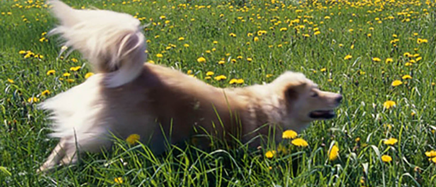 Cuidado de las articulaciones