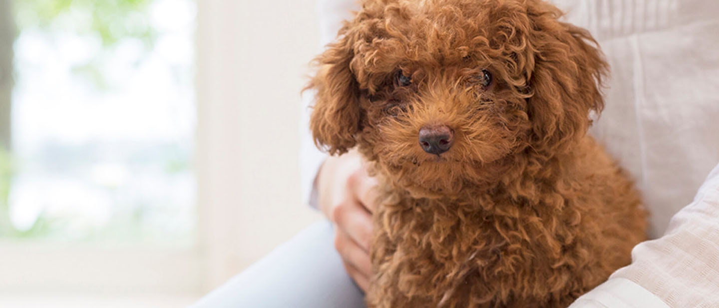 Enseña a tu perro a sentarse.