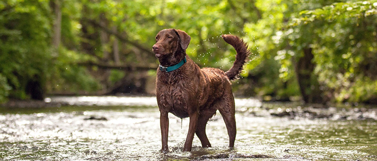 ¿Por qué Pedigree Dentastix previene enfermedades en las encías?