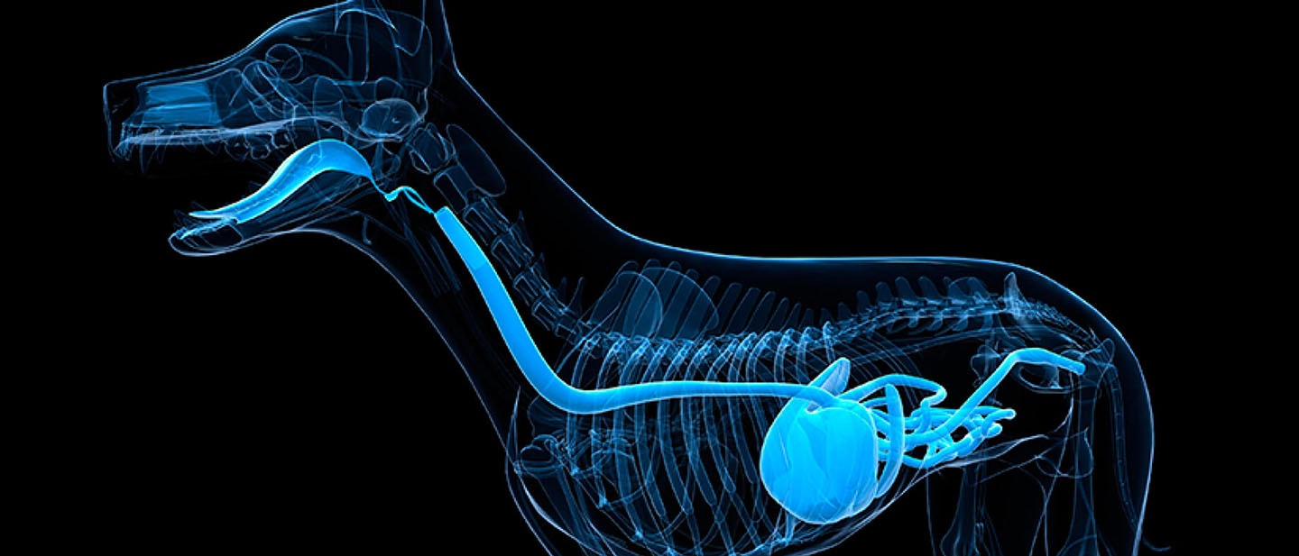 Una dieta equilibrada para cachorros en rápido crecimiento