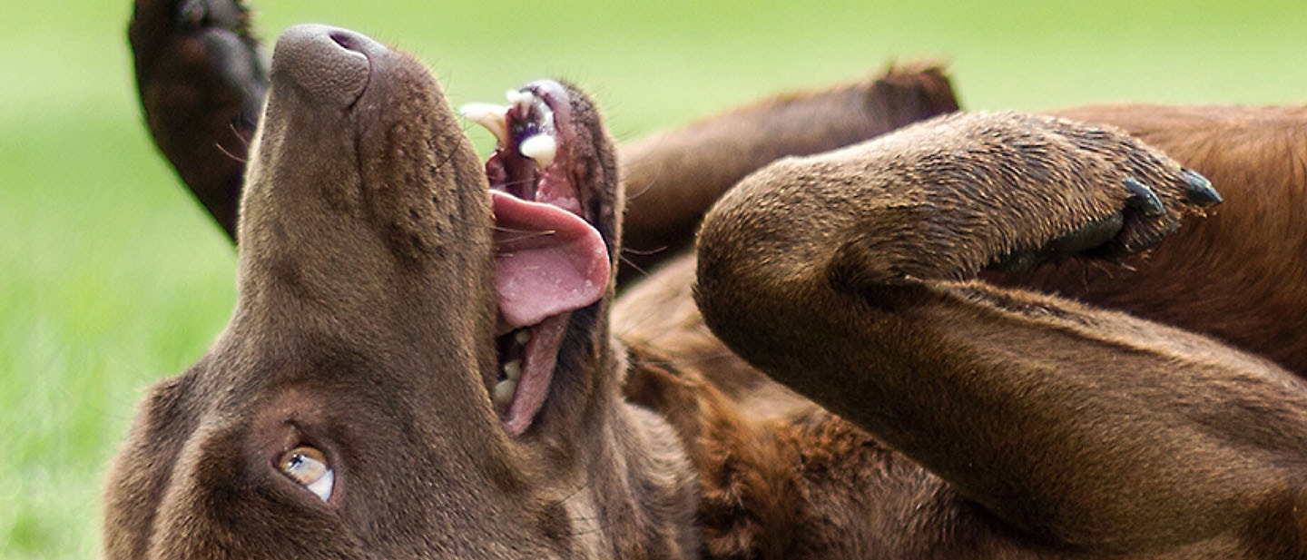 Por qué los restos de tu comida no es la mejor opción para la alimentación de tu cachorro