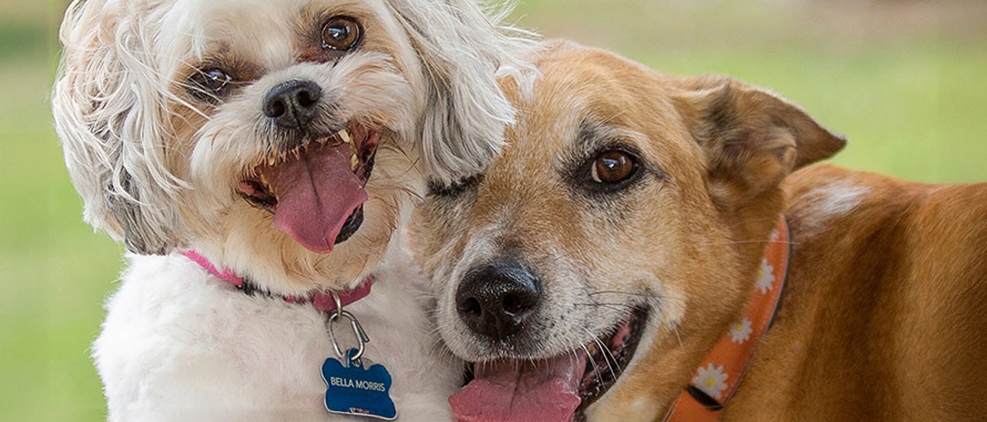 Enseña a tu perro a dar la pata.