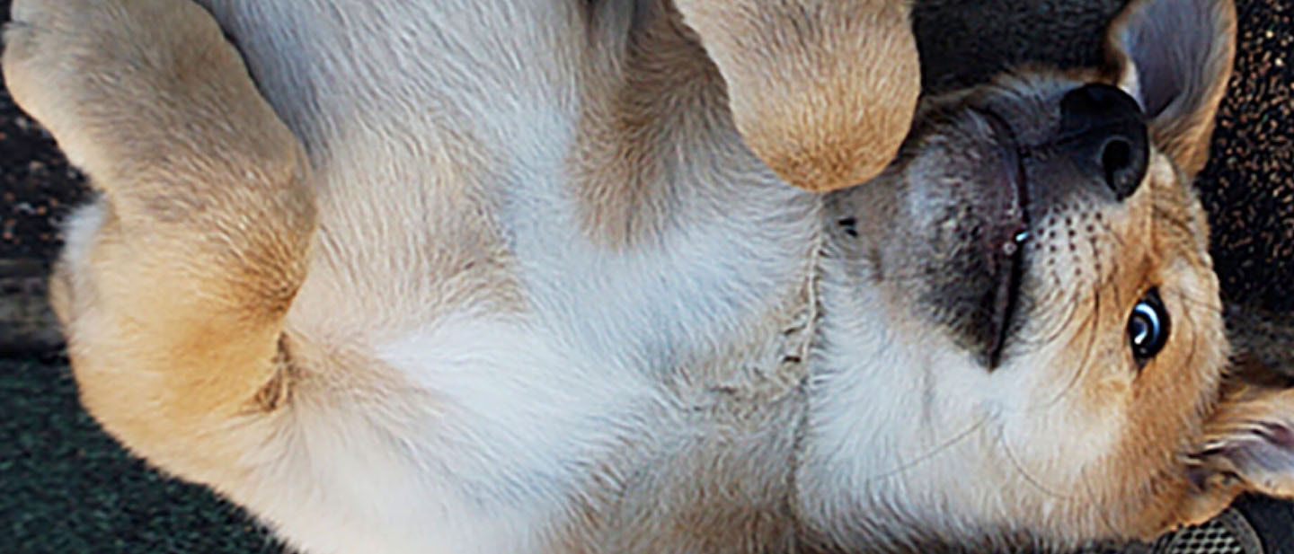 ¿Qué vitaminas necesita tu perro?