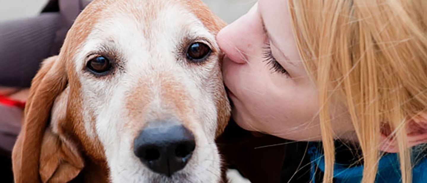 Adiestramiento básico: repetir, recompensar y reforzar