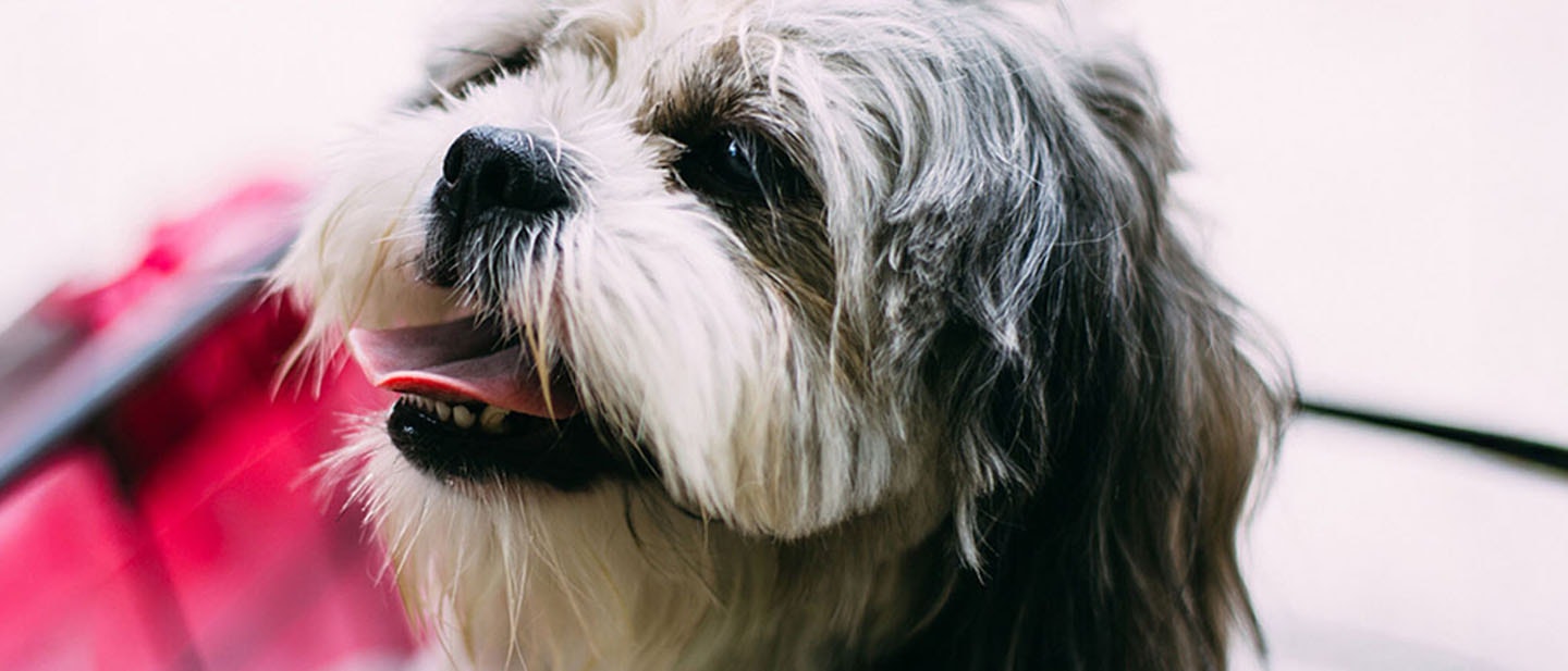 El juego con tu perro o cachorro