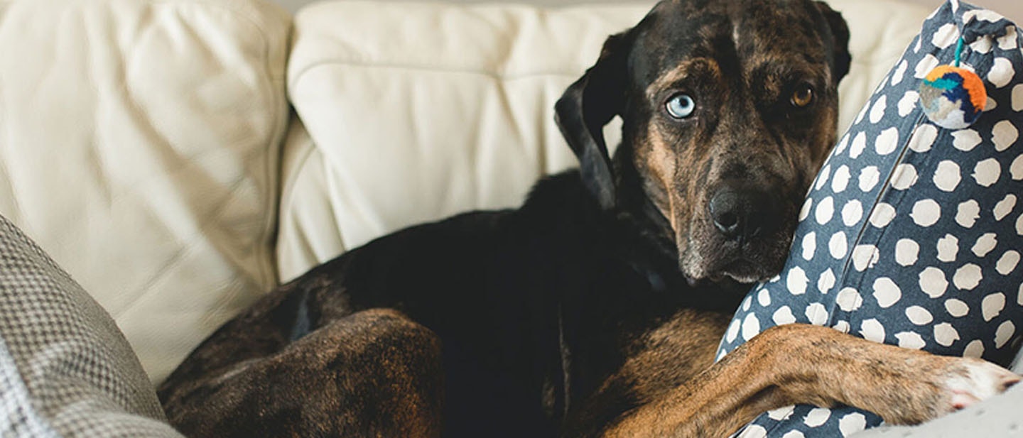 Los viajes con tu perro o cachorro