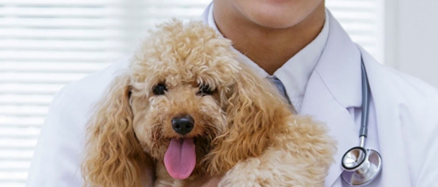 El cuidado de las patas de tu cachorro