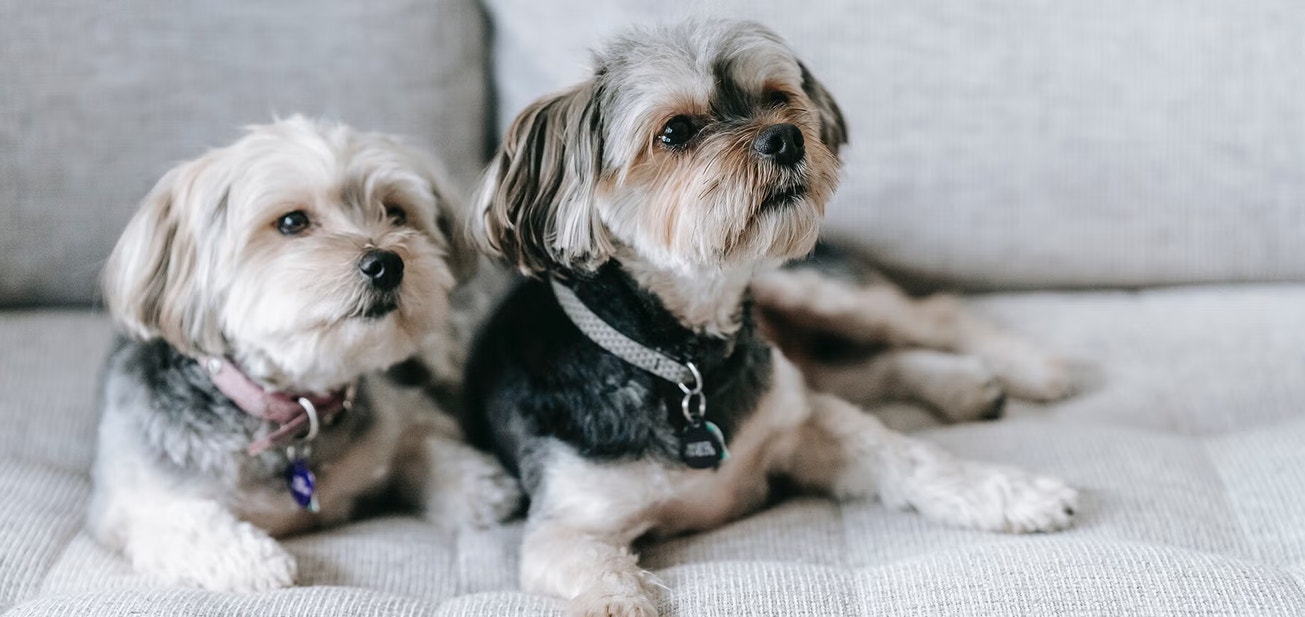 Dos perritos están acostados en un sofá