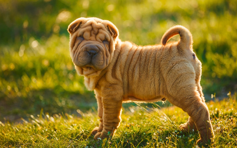 Perro Shar Pei