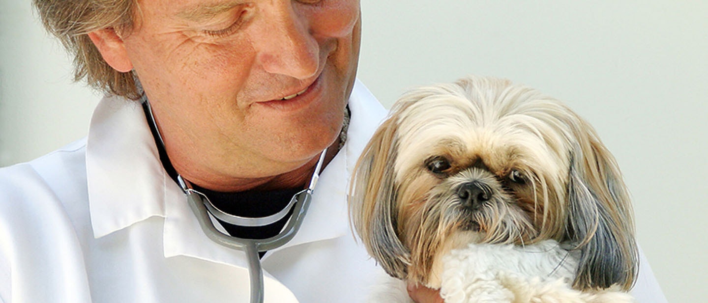 ¿Qué raza de perro o cachorro es adecuada para ti?