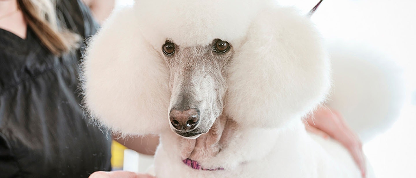 Encontrar a un buen criador