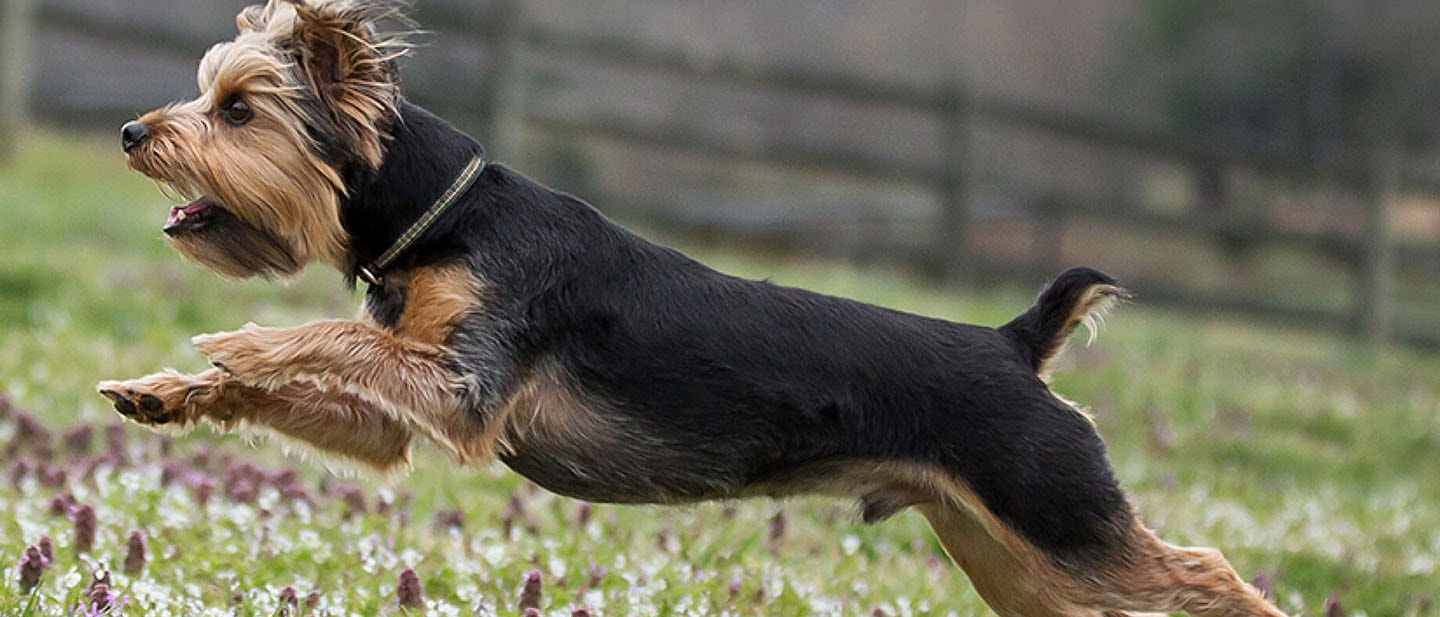 ¿Qué perro o cachorro es adecuado para ti?