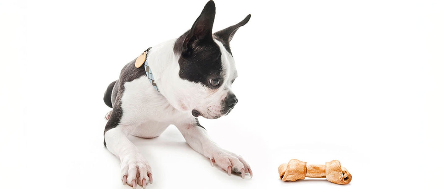 ¿Puede tener sobrepeso tu cachorro?