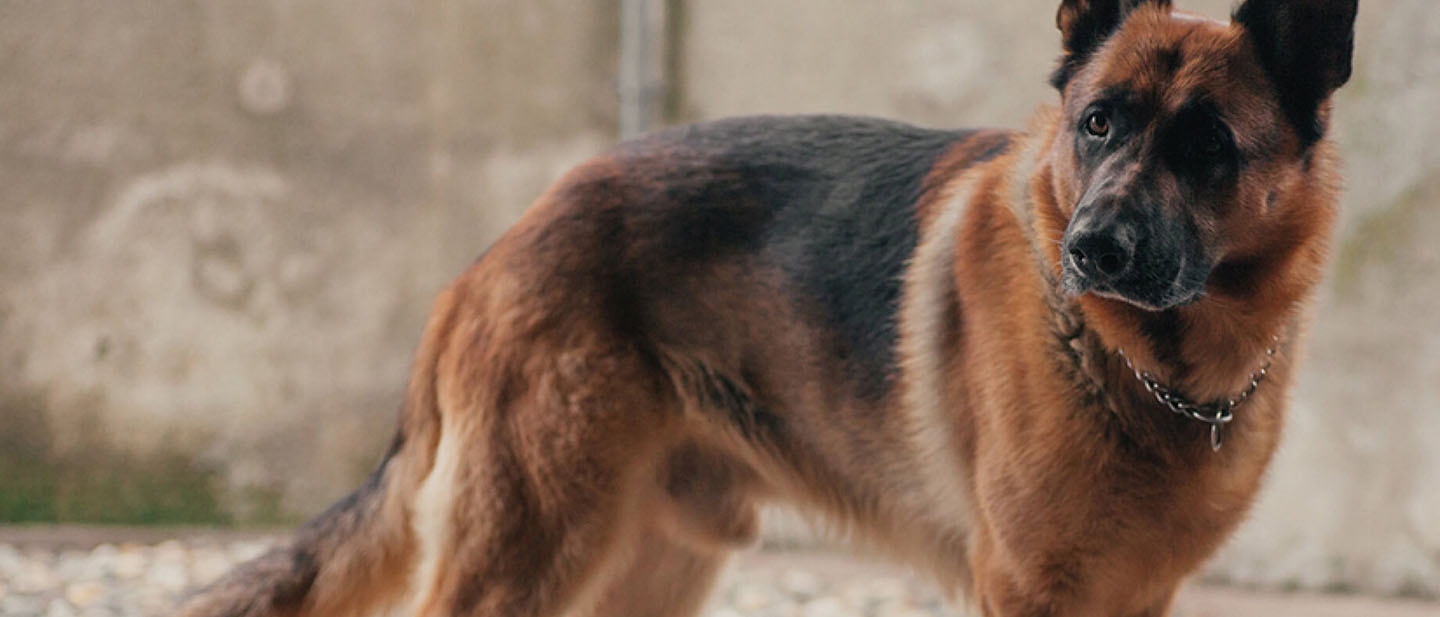 Control del instinto de persecución de tu perro