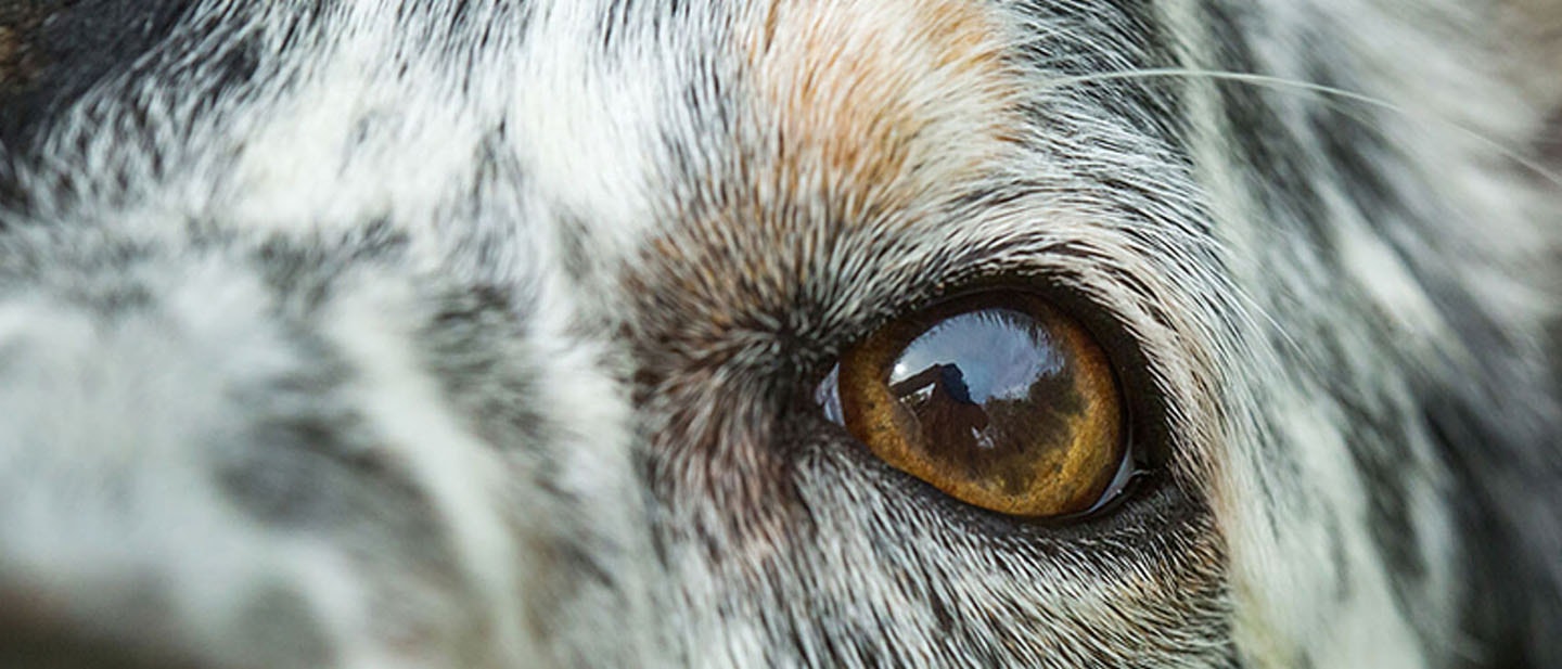 Todo lo que tienes que saber sobre la esterilización