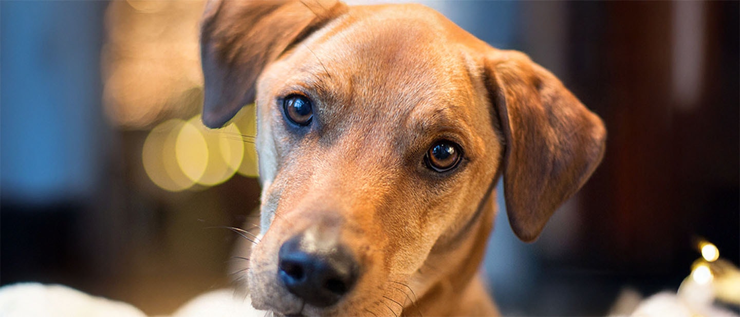 Preguntas frecuentes sobre la alimentación de los cachorros