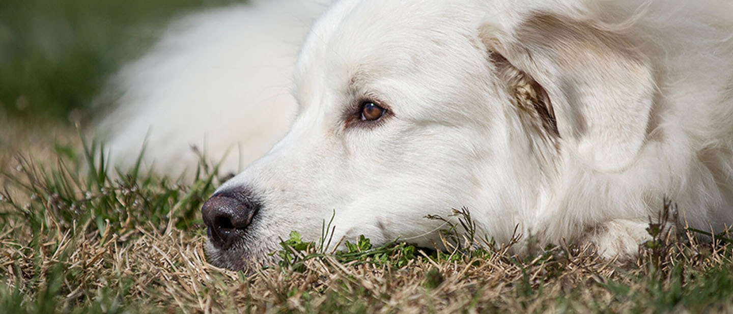 Alergias en los perros – cómo reconocer los signos