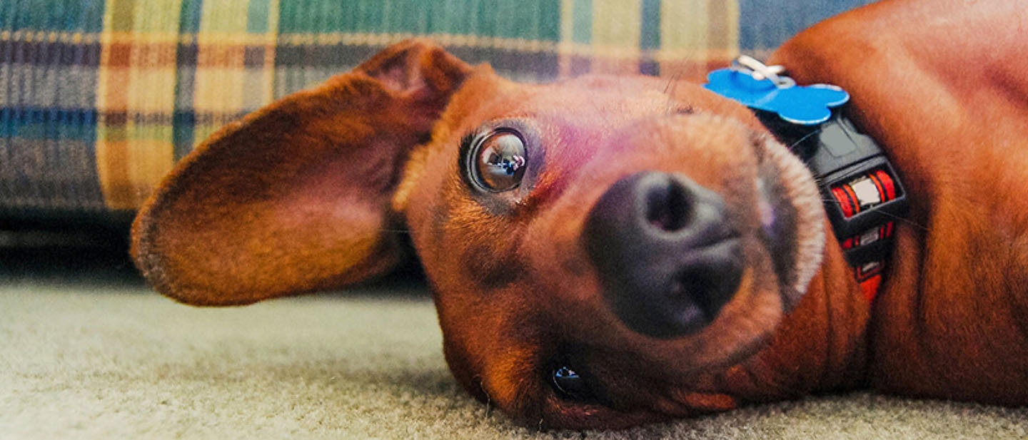 Enseña a tu cachorro a no morder