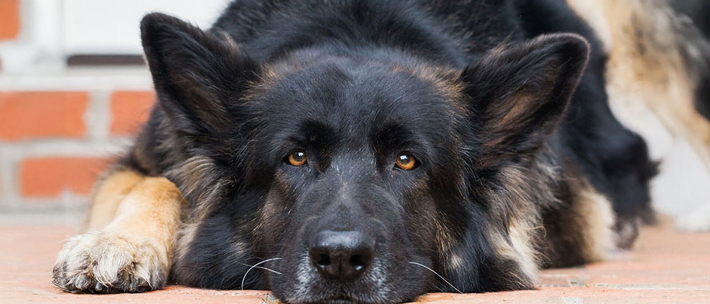 Academia de Adiestramiento de Pedigree