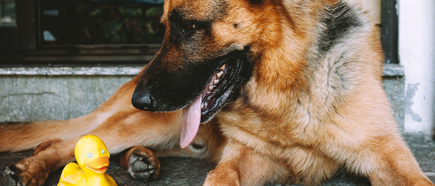¿Qué tienen de diferente los alimentos para cachorros?