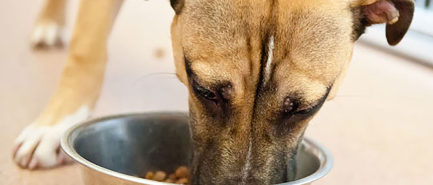 Enseña a tu perro a no escaparse de casa