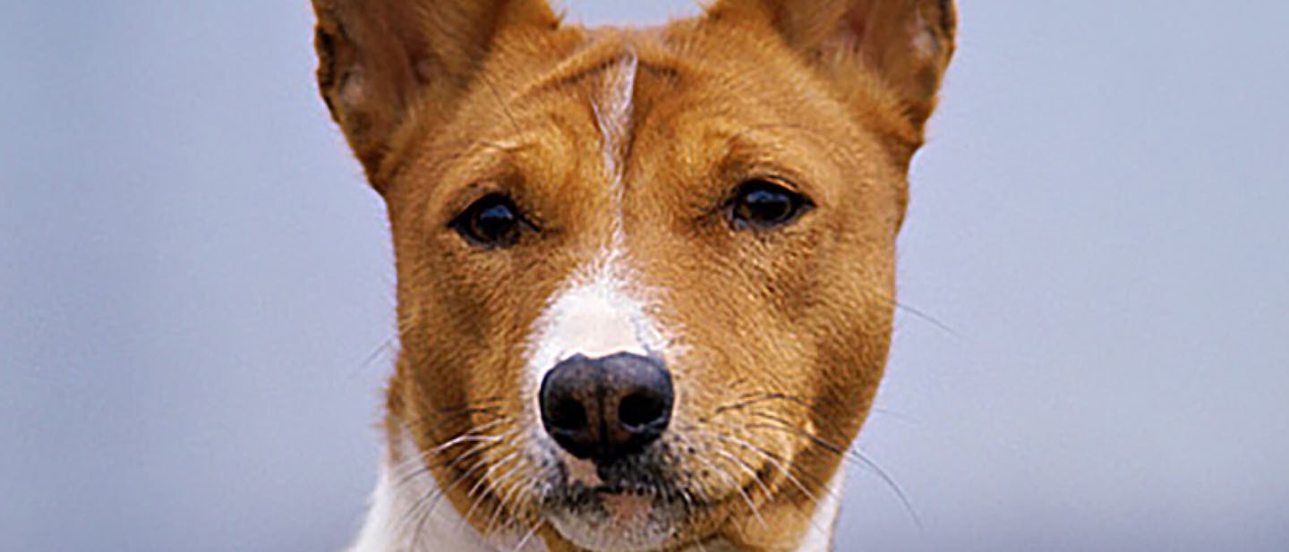 Enseñar a tu perro a controlar sus necesidades