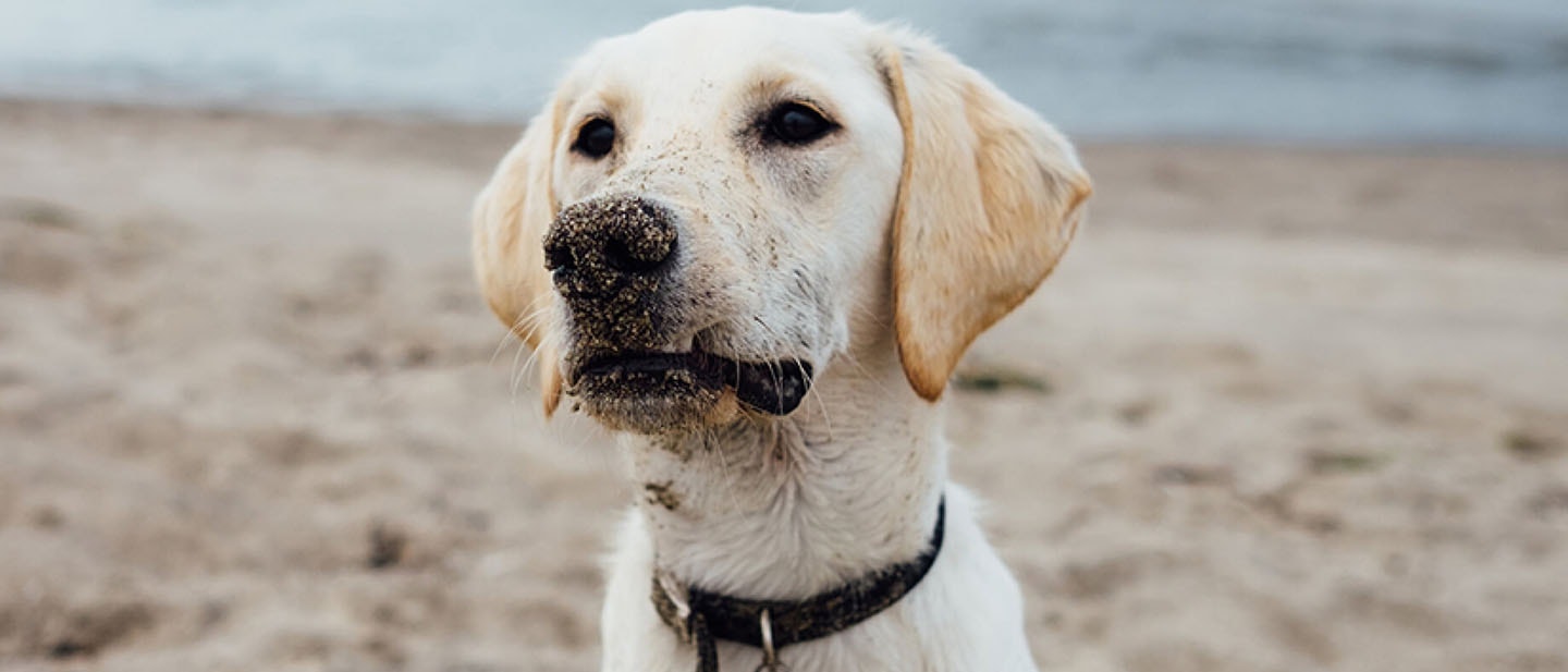 ¿Está enfermo mi perro o cachorro?