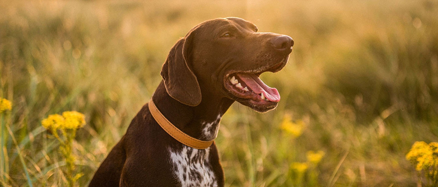 Cómo acabar con el mal aliento de los perros