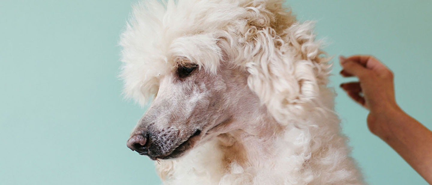 El baño de tu perro o cachorro