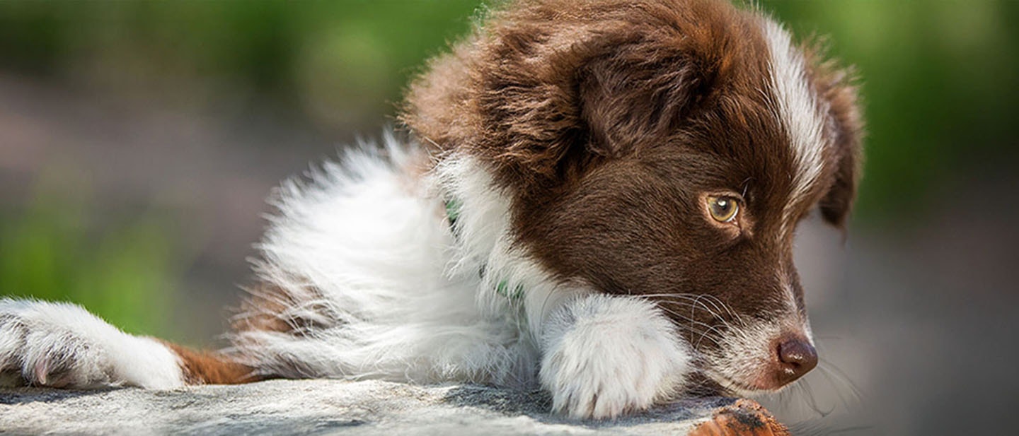 El cuidado de la dentadura de tu cachorro o perro