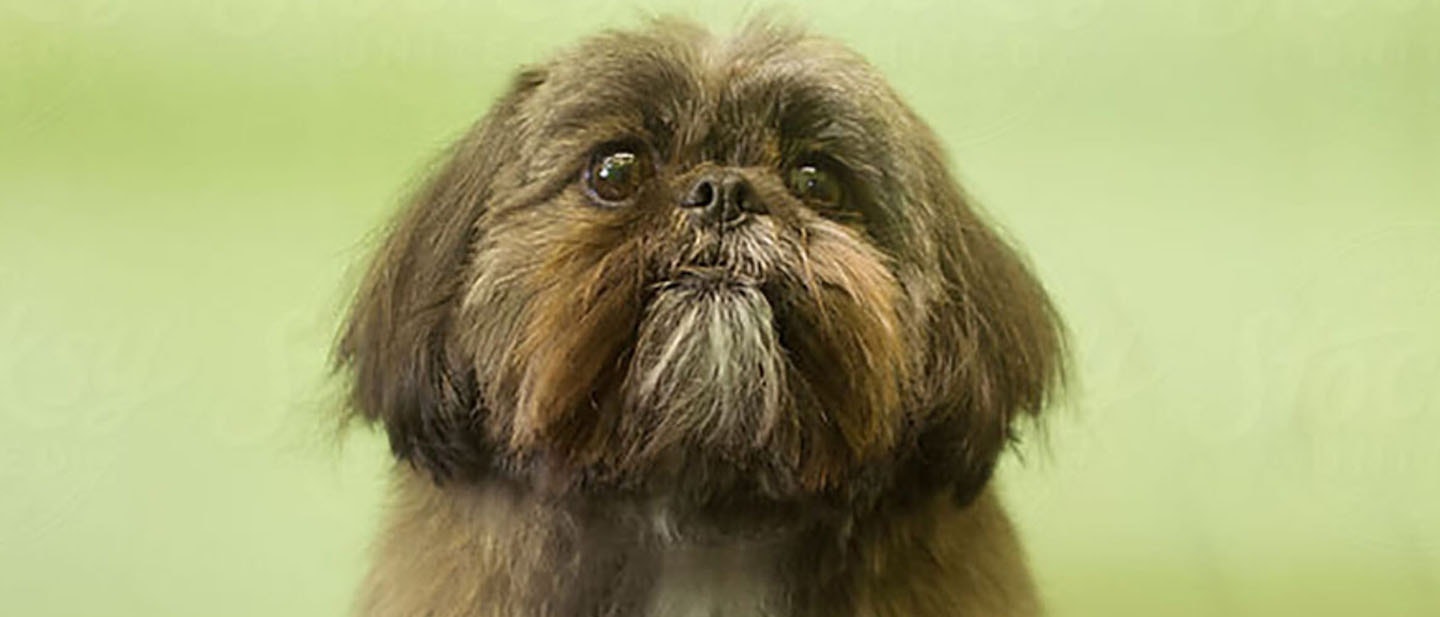 La implantación de un microchip en tu perro o cachorro