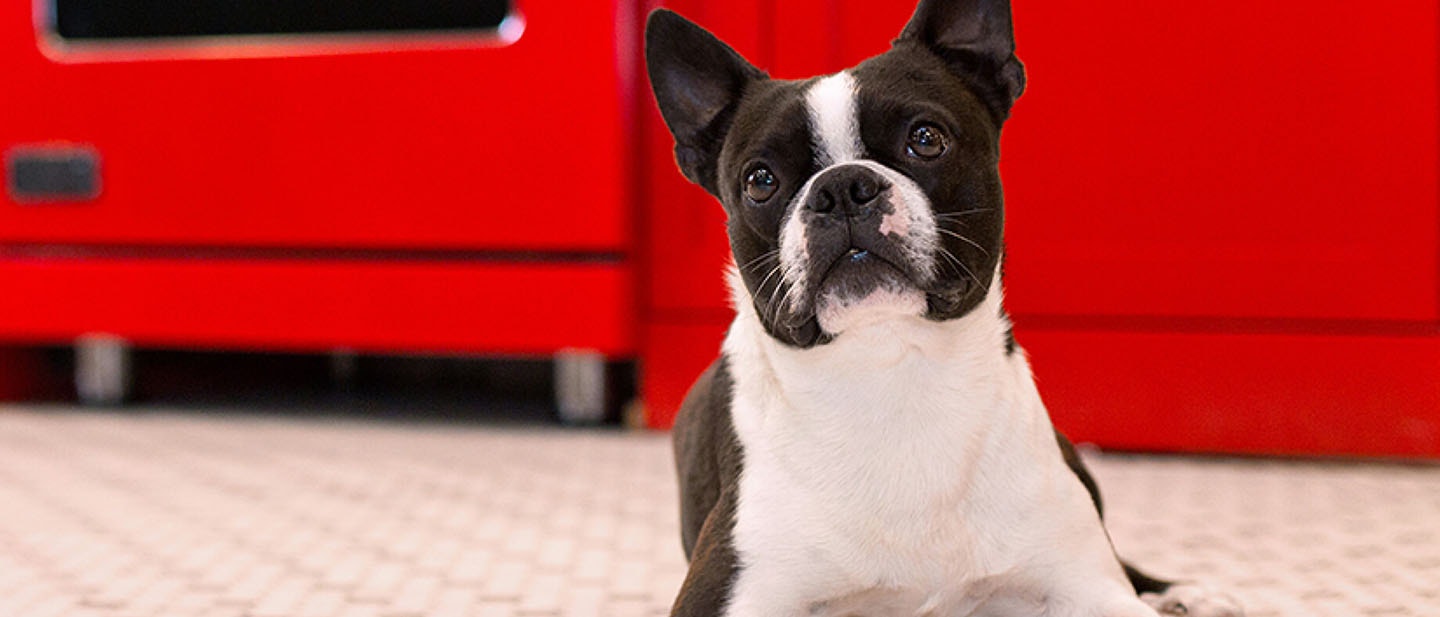 Ayuda a tu perro o cachorro a entenderte