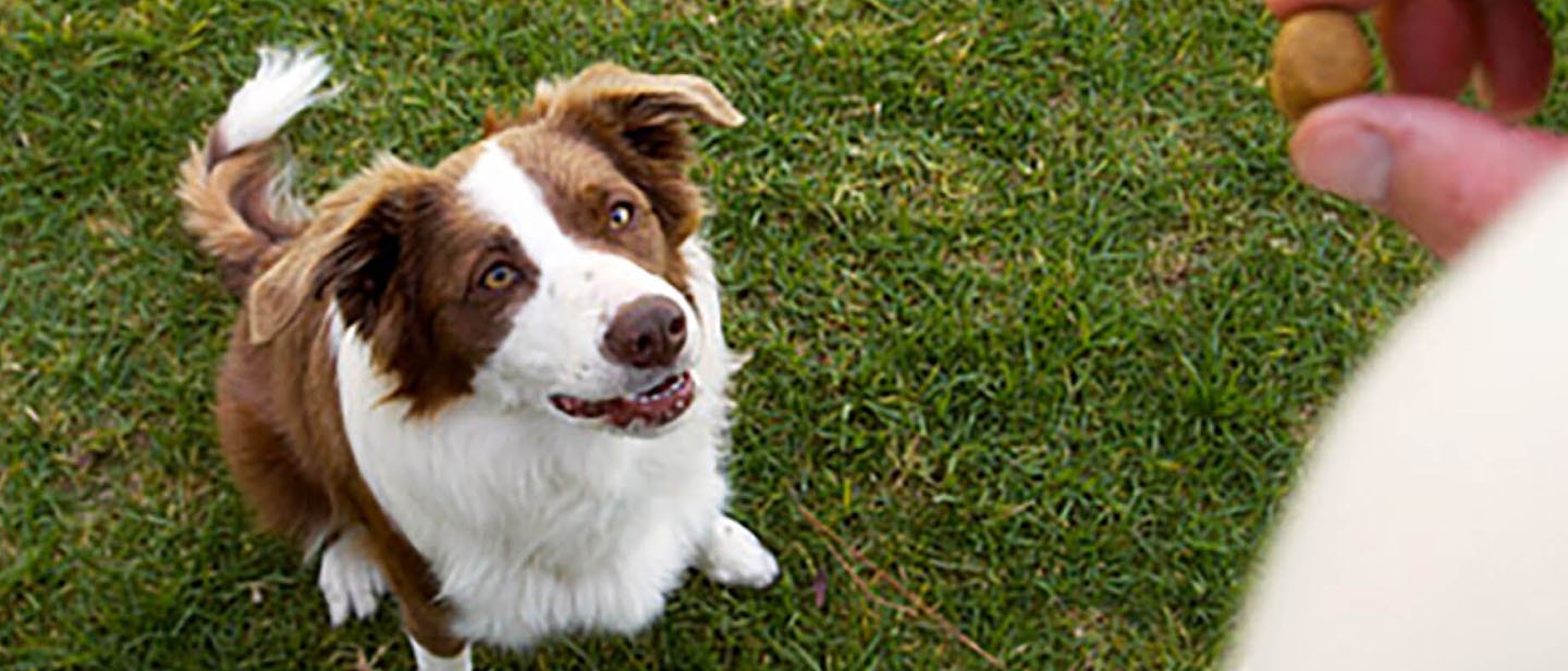 Enseña a tu perro a caminar hacia atrás.