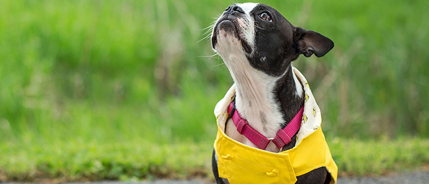 El lenguaje corporal de tu perro