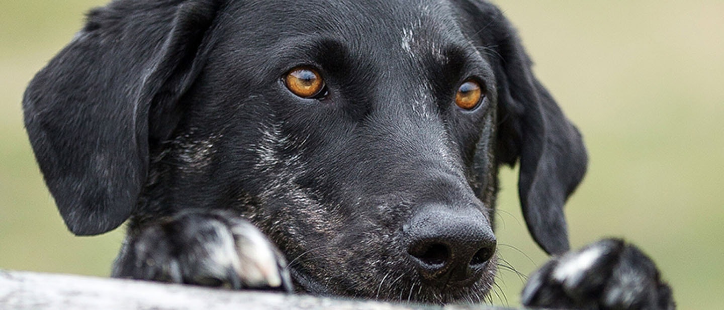 Enseña al perro a cerrar las puertas