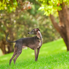 Perro Galgo Italiano 